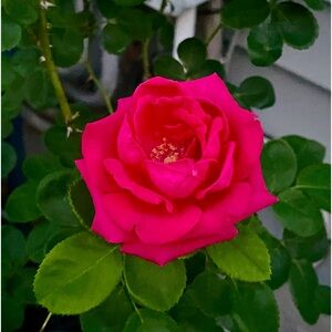 Meet your Posher, Fla